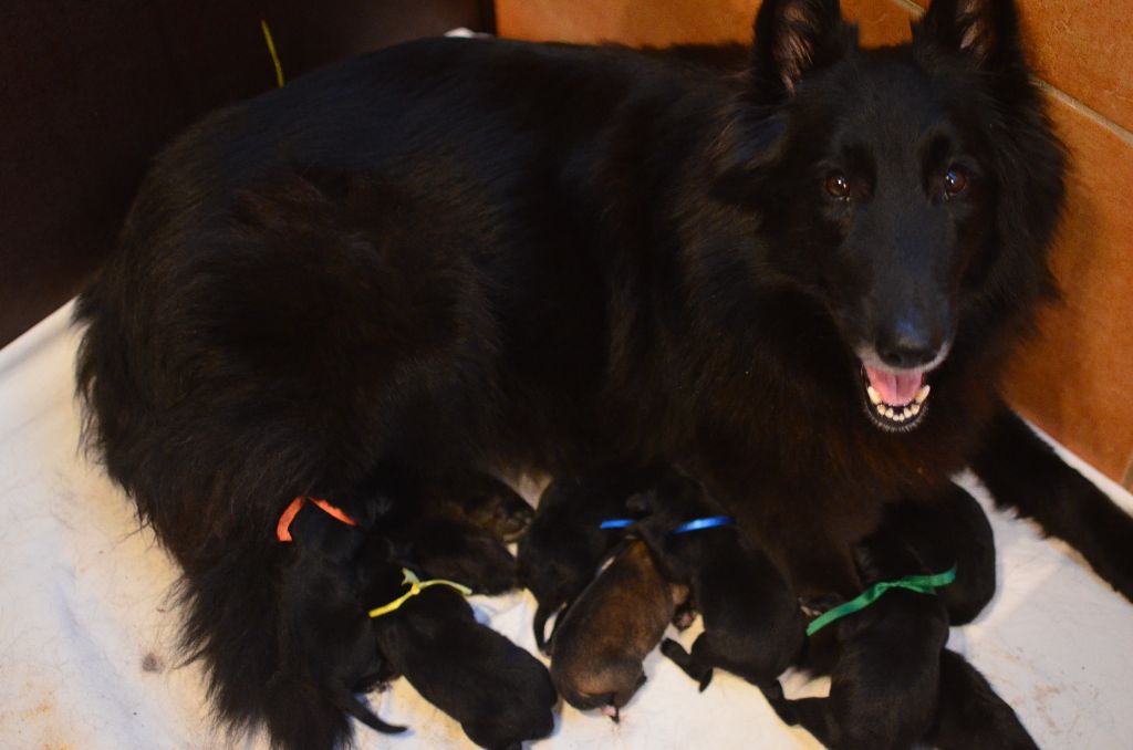 chiot Berger Belge De la Vallée des Sortilèges