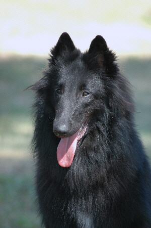 Vincz De la Vallée des Sortilèges