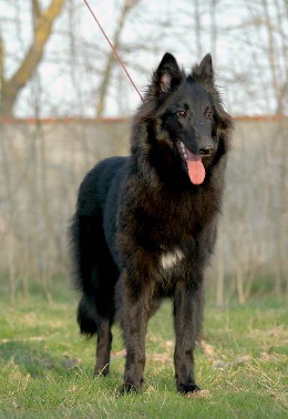 Haïda black z  kovarny
